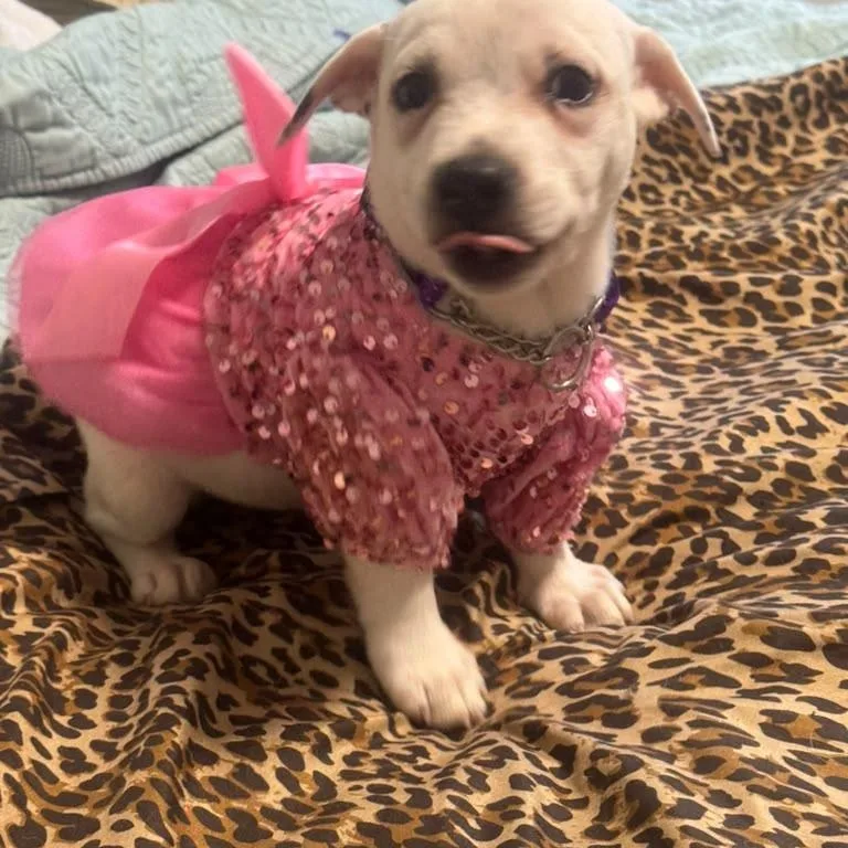 A baby small-sized female White / Cream Jack Russell Terrier dog named Mia for adoption in Miami, FL