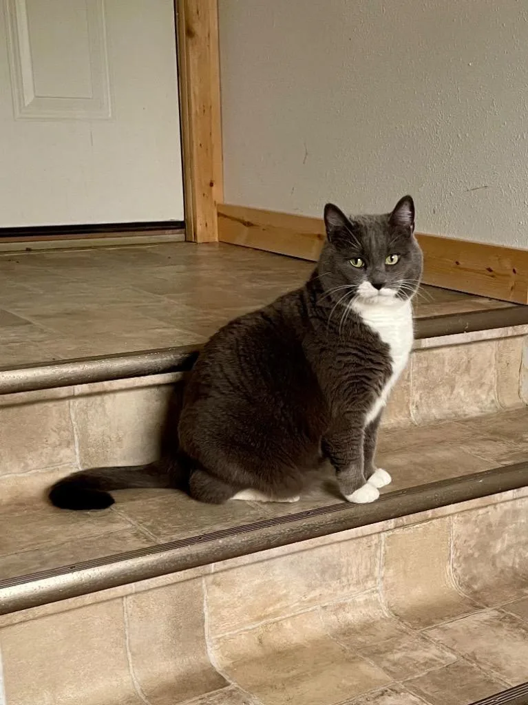 A senior medium-sized female Domestic Short Hair cat named Boots for adoption in Rice Lake, WI