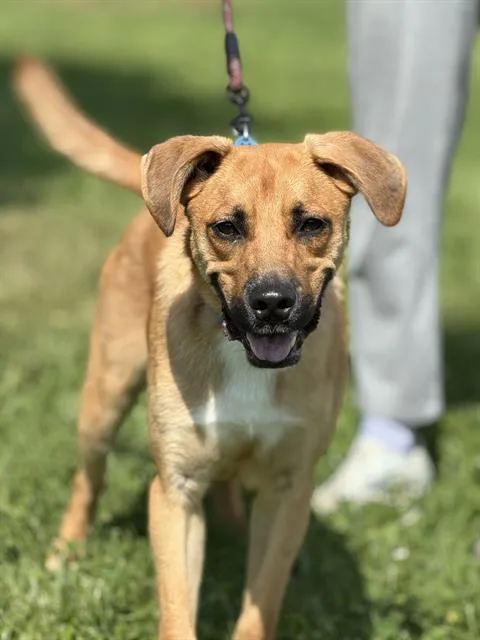 Brutus