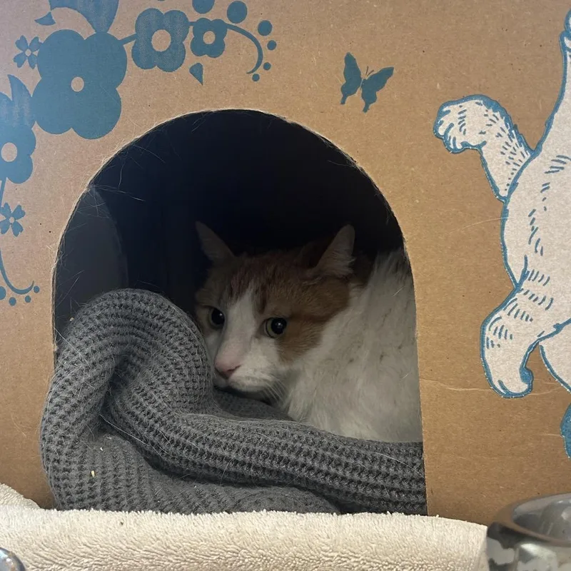 An adult large-sized male Orange / Red Domestic Short Hair cat named Hugo for adoption in West Olive, MI