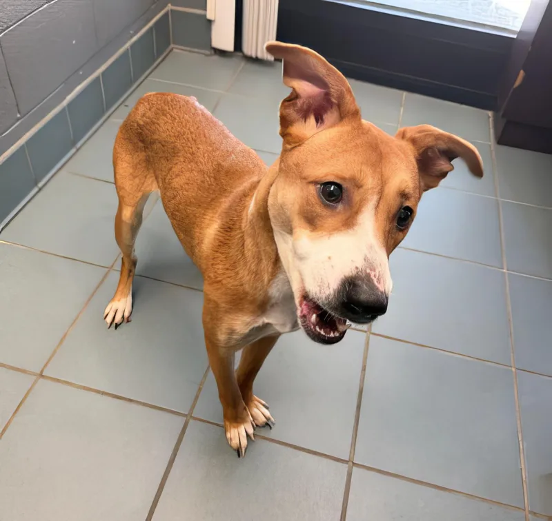 A young medium-sized female Red / Chestnut / Orange Mixed Breed dog named Miso for adoption in Nashville, TN