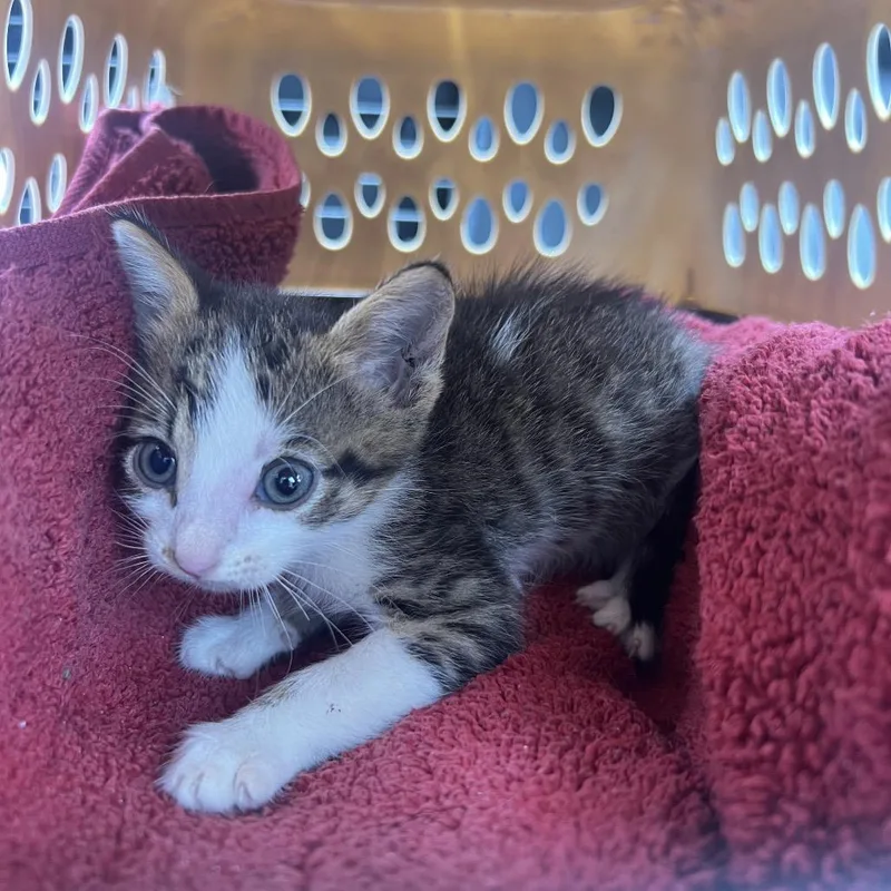 A baby small-sized male Brown / Chocolate Domestic Short Hair cat named Telemachus for adoption in Lake Jackson, TX