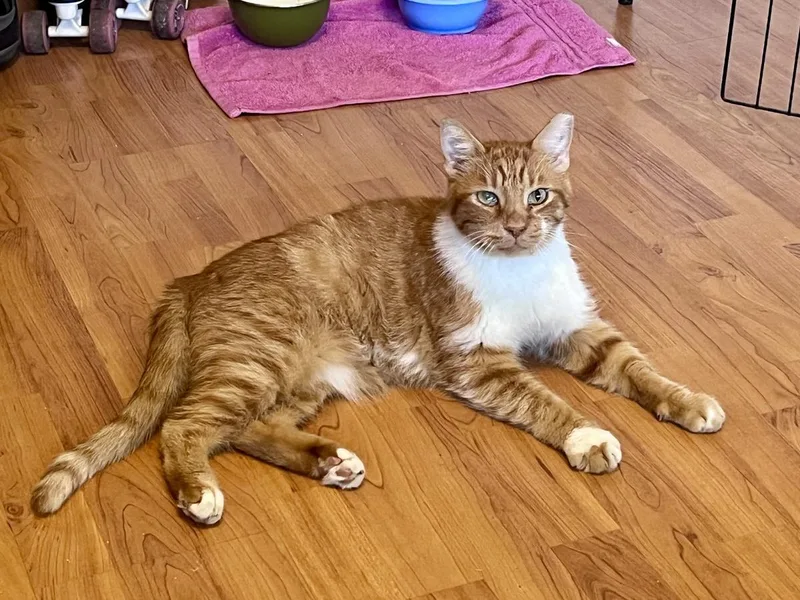 A young medium-sized male Orange / Red Domestic Medium Hair cat named Chamaco Sullivan for adoption in Chandler, AZ