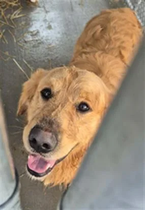 An adult large-sized male Golden Retriever dog named Wolf for adoption in Hagerstown, MD