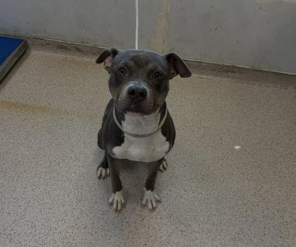 A young medium-sized male Mixed Breed dog named Bubbles for adoption in New York, NY