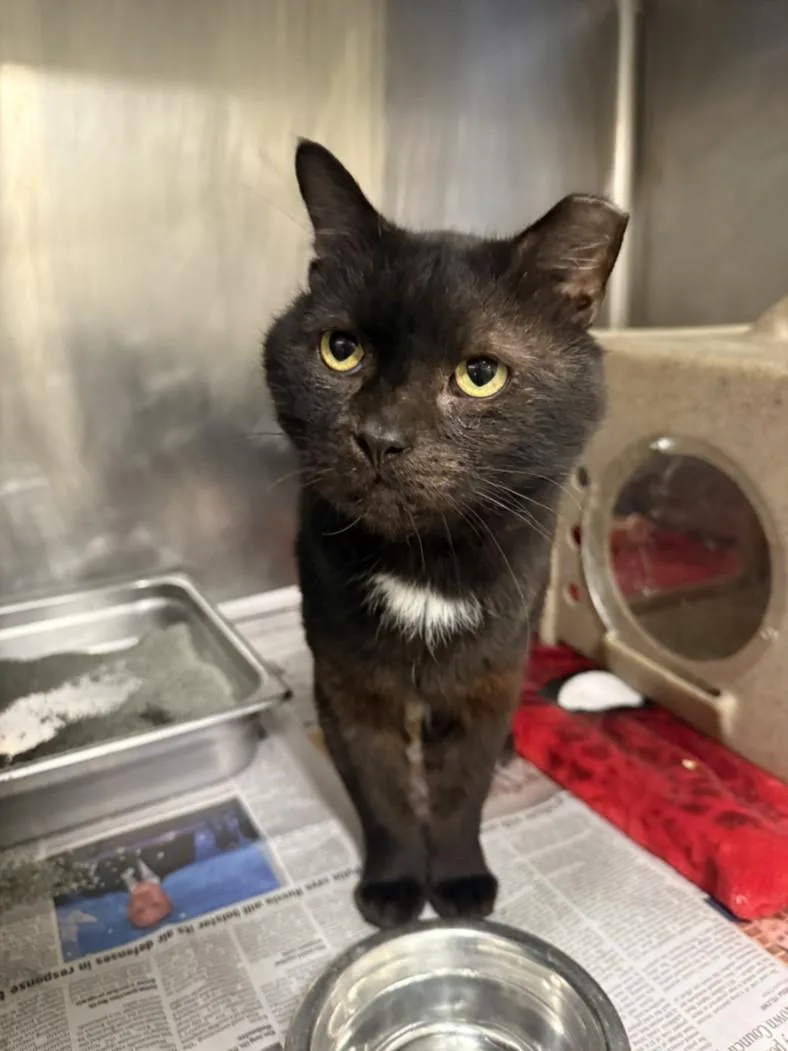 An adult large-sized male Domestic Short Hair cat named Ansel for adoption in Hagerstown, MD
