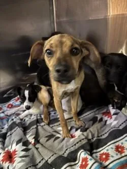 Noob Saibot thumbnail 2