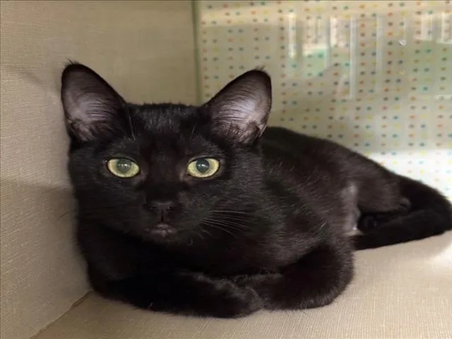 A baby small-sized female Black Domestic Short Hair cat named Tika for adoption in Woodland, CA