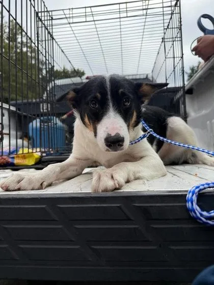 A young medium-sized male Tricolor (Brown, Black, & White) Mixed Breed dog named Gumbie for adoption in Leitchfield, KY