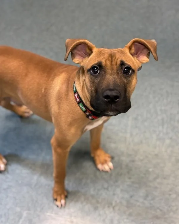 A young medium-sized male Pit Bull Terrier dog named Wittle Wed Wagon for adoption in Richmond, VA