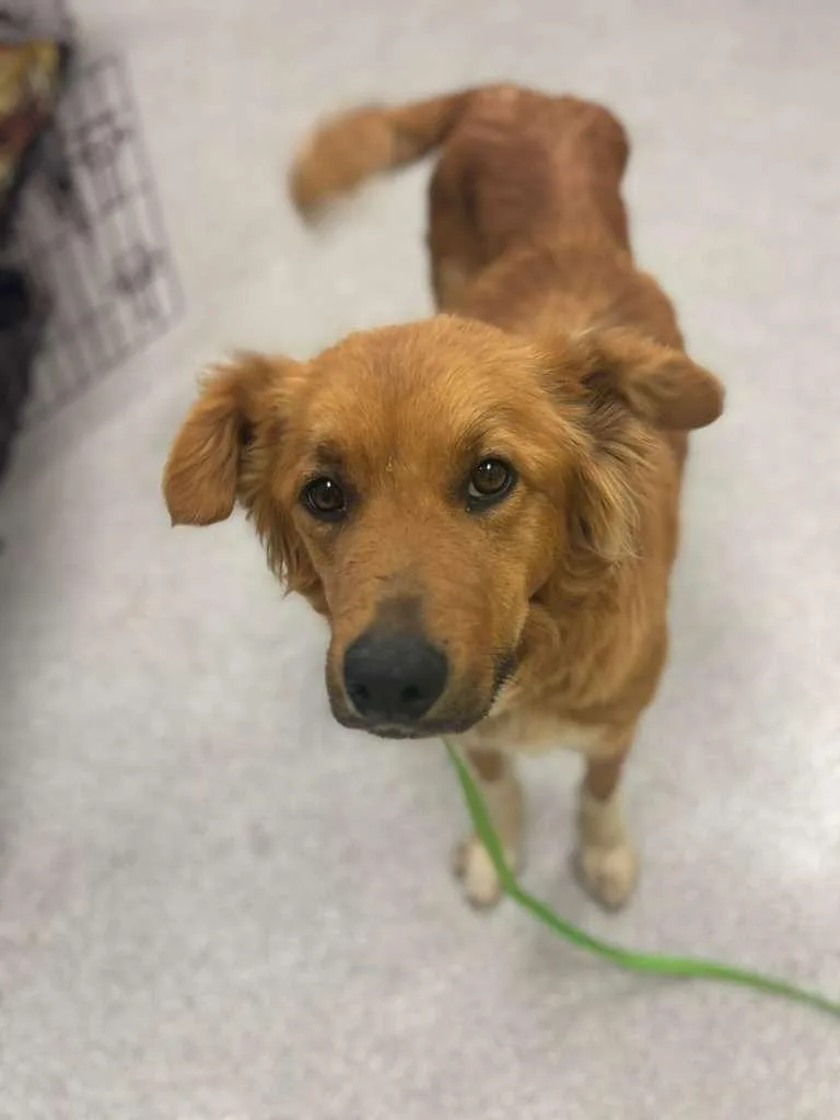 A young medium-sized female Golden Retriever dog named Golden Girl for adoption in Phoenix, AZ