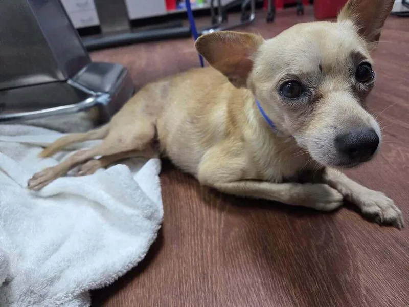 An adult small-sized male Chihuahua dog named Rolo for adoption in Melbourne Beach, FL