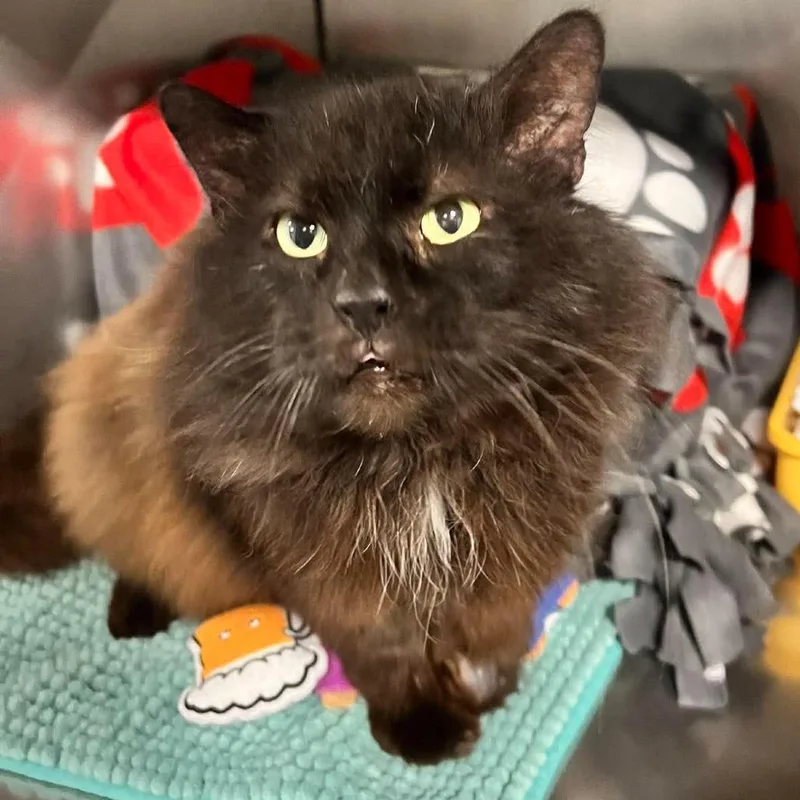 A senior large-sized male Black Domestic Long Hair cat named Squishmallow for adoption in Edwardsville, IL
