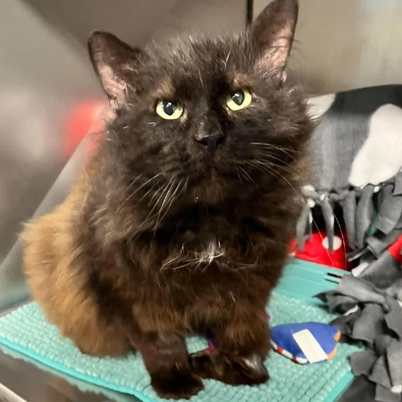 Squishmallow thumbnail 2