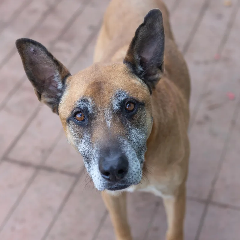 Garrison thumbnail 5