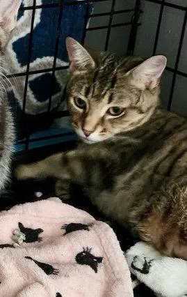 An adult medium-sized female Domestic Short Hair cat named Cupcake for adoption in Dublin, OH