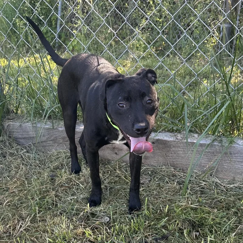 A young small-sized male Black Mixed Breed dog named Ziggy for adoption in Corbin, KY