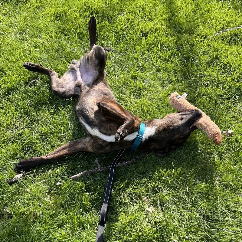 An adult medium-sized male Brindle Mixed Breed dog named Wexford for adoption in Mentor, OH