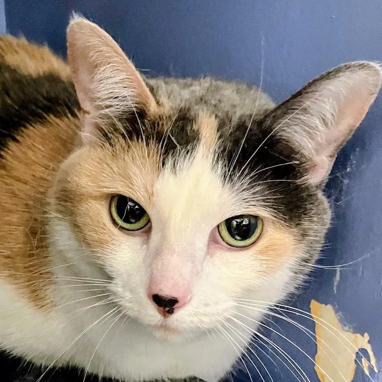 An adult large-sized female Gray / Blue / Silver Domestic Short Hair cat named Zoe for adoption in DeKalb, IL