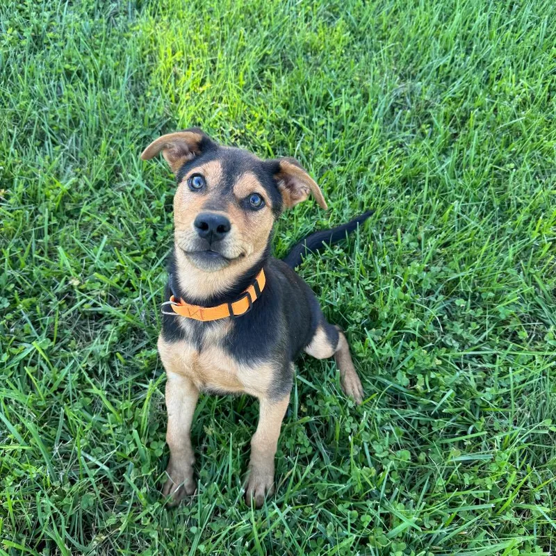 A baby medium-sized male Labrador Retriever dog named Morty for adoption in Monticello, IA