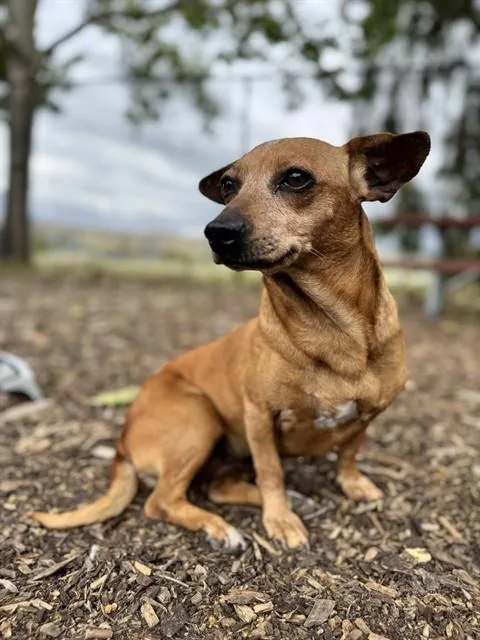 Piper