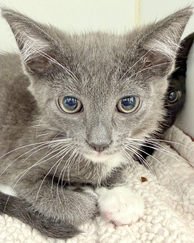 A baby small-sized male Gray & White Domestic Short Hair cat named Miles for adoption in Oakland, CA