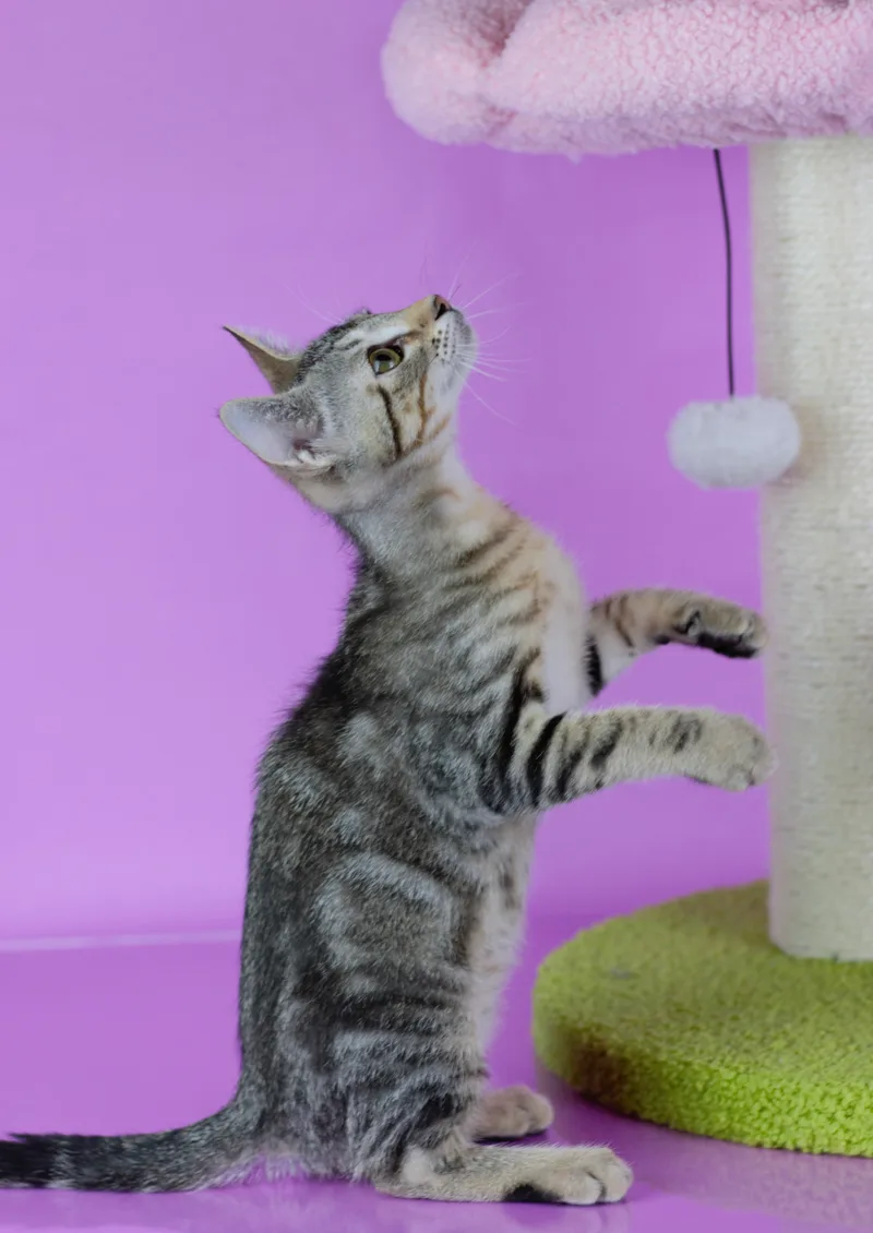 Hushpuppy thumbnail 2