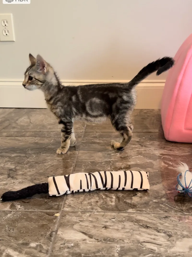 Hushpuppy thumbnail 3