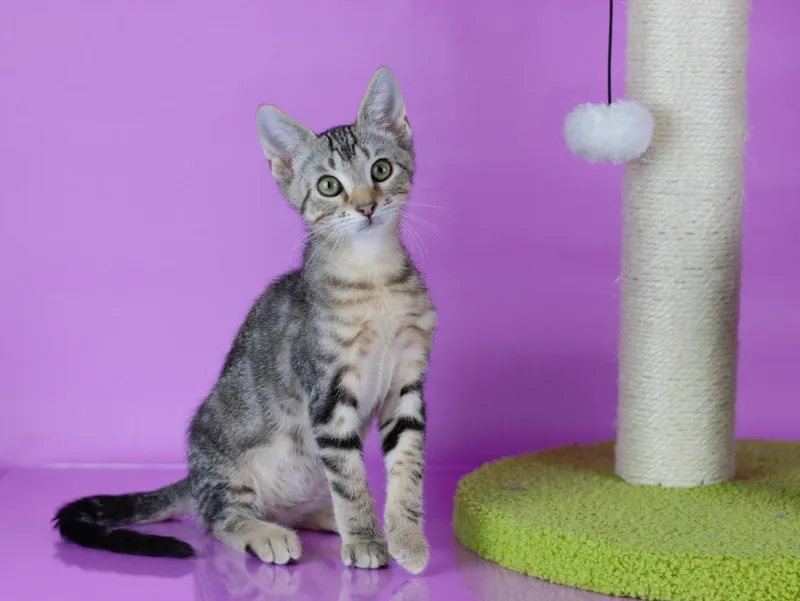 Hushpuppy thumbnail 4