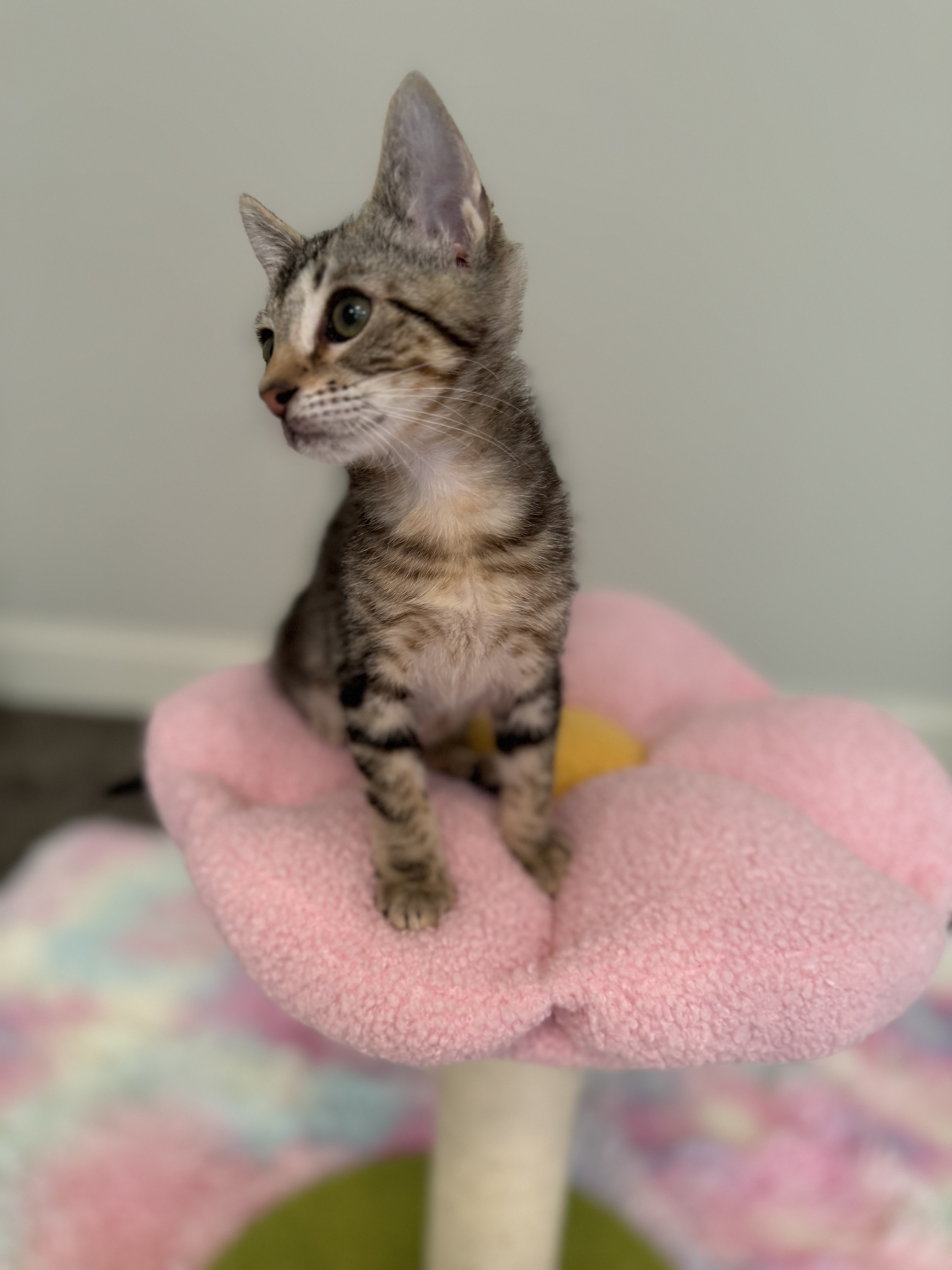 Hushpuppy thumbnail 5