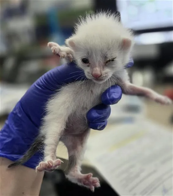 A baby medium-sized male Domestic Short Hair cat named Chiffon for adoption in Dallas, TX