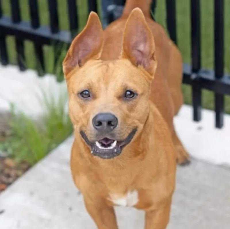 A young medium-sized male Mixed Breed dog named Zeus for adoption in Wilsall, MT