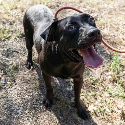 An adult medium-sized female Black Labrador Retriever dog named Sweetie for adoption in Yellville, AR