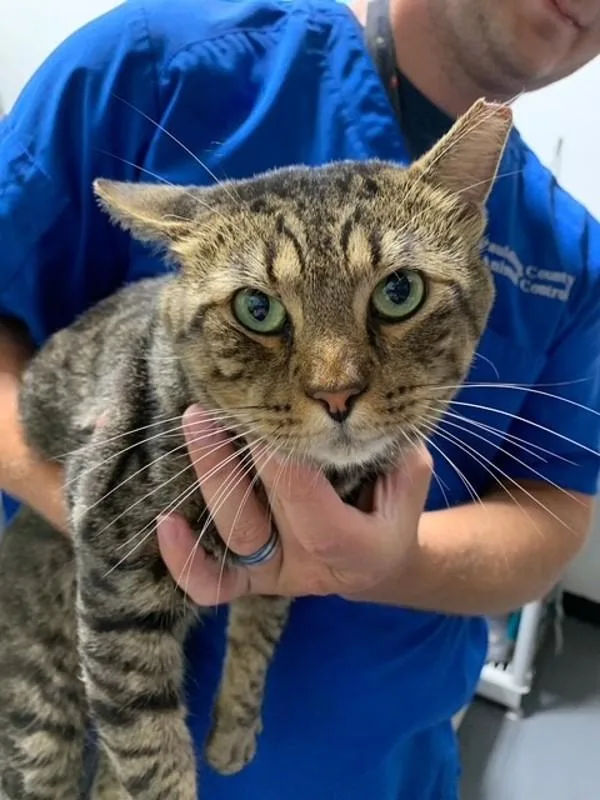 An adult large-sized male Domestic Short Hair cat named Enchilada for adoption in Dallas, GA