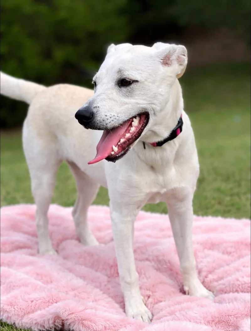 A young medium-sized female Labrador Retriever dog named Daisy for adoption in Rockwall, TX