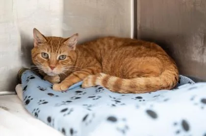 An adult medium-sized male Domestic Short Hair cat named Nigel for adoption in Ringoes, NJ