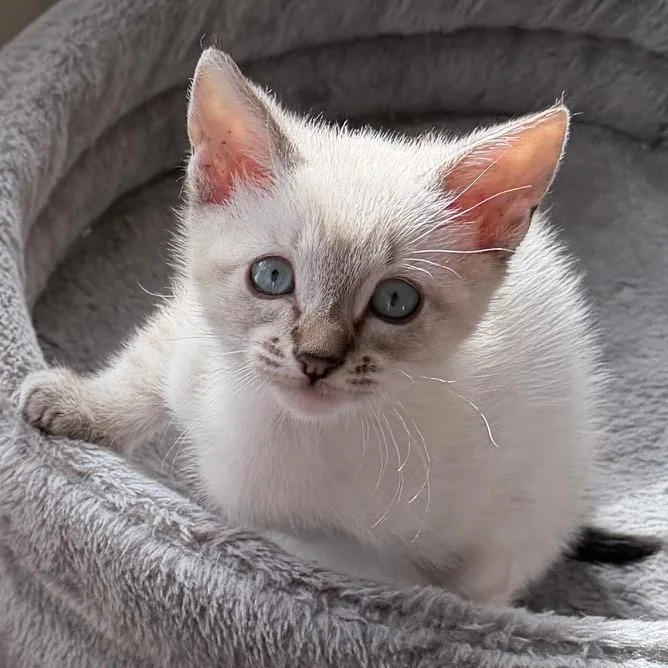 A baby small-sized female White Domestic Short Hair cat named Glimmer for adoption in Point Richmond, CA