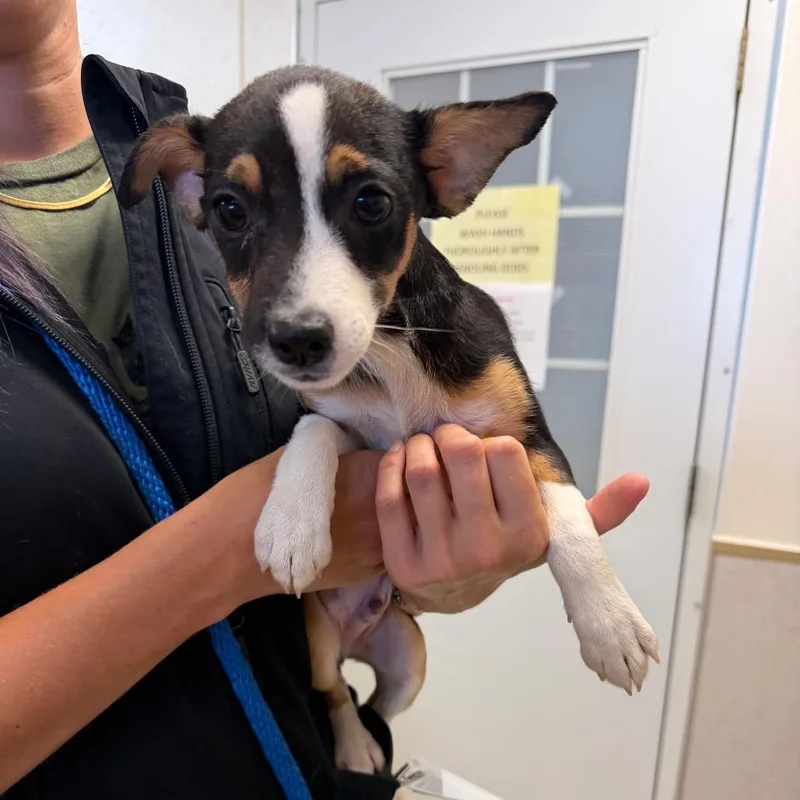 A baby small-sized male Black Chihuahua dog named James for adoption in Naperville, IL