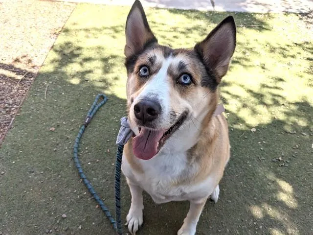 Stella
