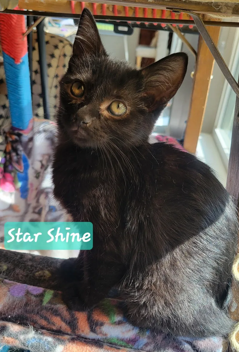 A baby small-sized male Black Domestic Short Hair cat named Star Shine for adoption in Indianapolis, IN