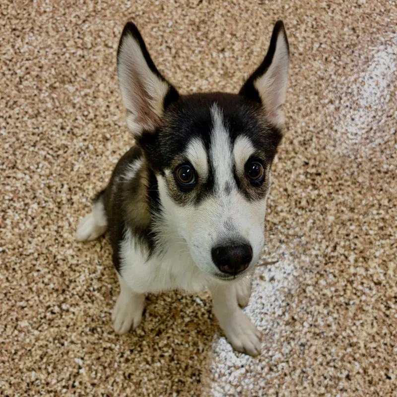 A baby small-sized male Black Husky dog named E.t. for adoption in Tempe, AZ