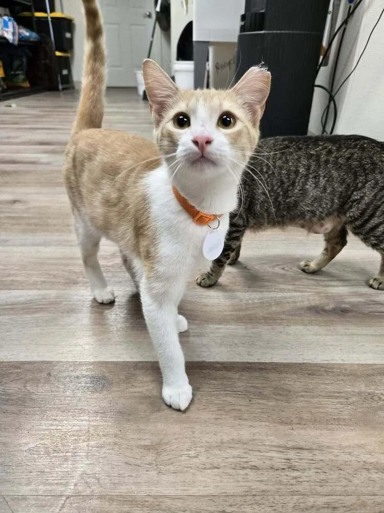 A baby medium-sized male Domestic Short Hair cat named Opie for adoption in tucson, AZ