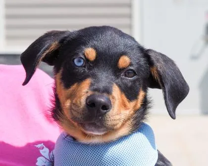 A baby small-sized female Mixed Breed dog named Skyler for adoption in West Seneca, NY