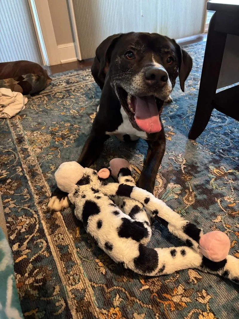 An adult extra large-sized male Black Mixed Breed dog named Abel for adoption in Georgetown, TX