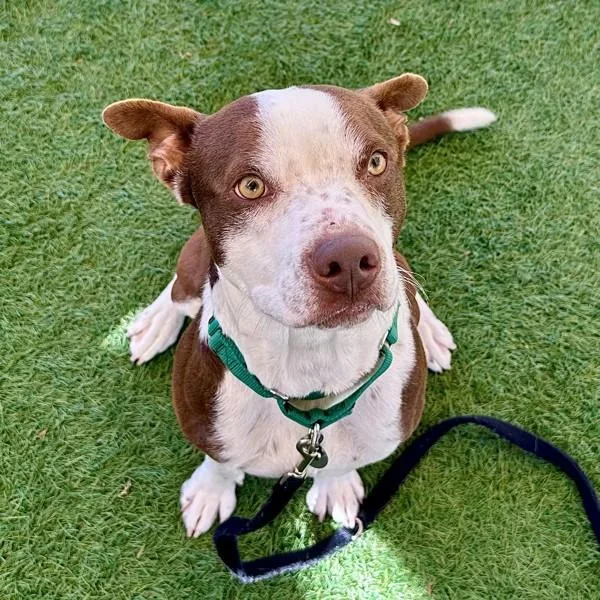 An adult large-sized male American Staffordshire Terrier dog named Skipper for adoption in Walnut Creek, CA