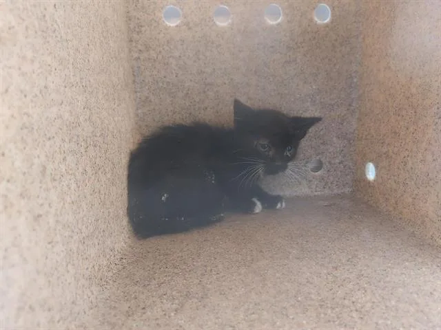 A baby small-sized male Domestic Short Hair cat named Moonridge for adoption in Antioch, CA
