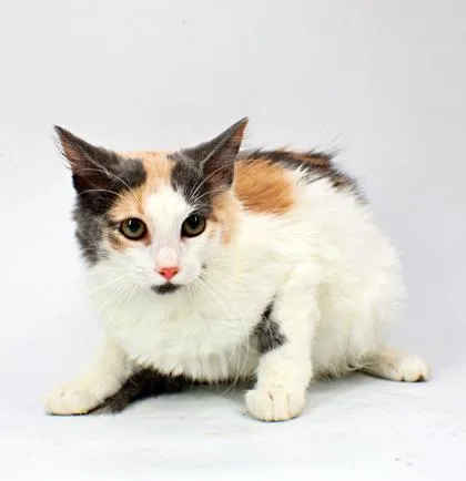 A baby small-sized female Domestic Long Hair cat named Houdini for adoption in Morton Grove, IL