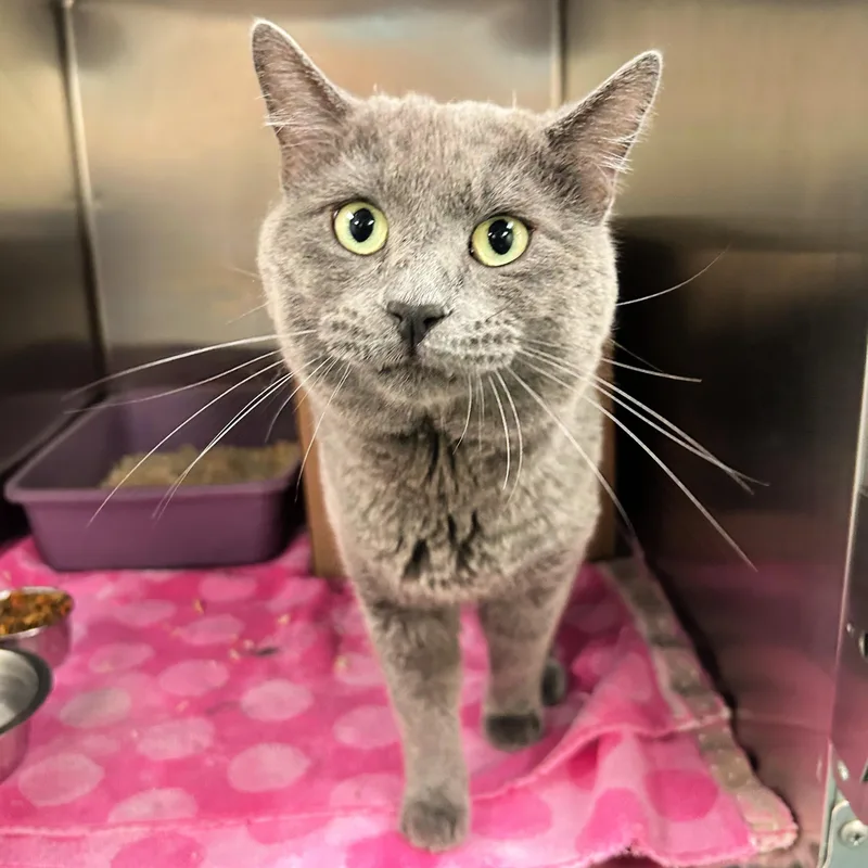 An adult medium-sized male Gray / Blue / Silver Domestic Short Hair cat named Romeo for adoption in Lindon, UT