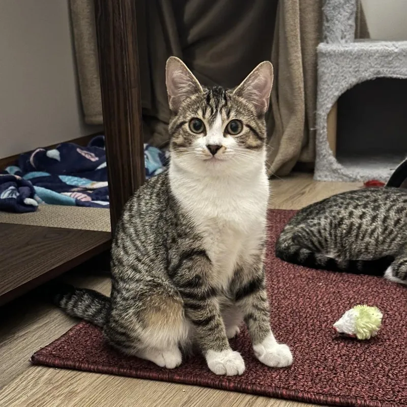 A baby small-sized female Domestic Short Hair cat named Carl for adoption in Grand Rapids, MI