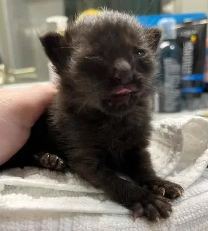 A baby small-sized male Domestic Short Hair cat named Dovie for adoption in Chamblee, GA